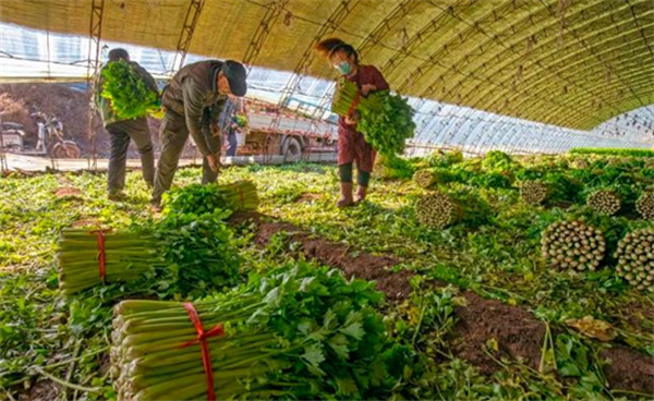 今冬菜价大降 如何防止“菜贱伤农”