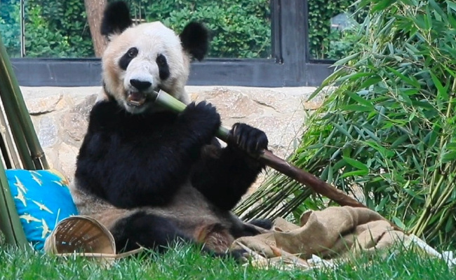 丫丫开始冲刺年底干饭KPI 熊猫正常体重为多少