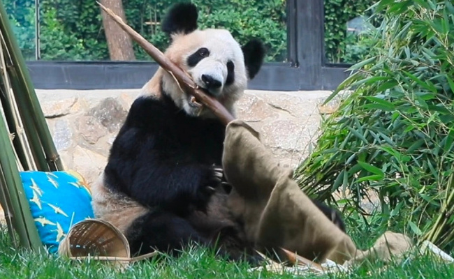 丫丫开始冲刺年底干饭KPI 熊猫正常体重为多少