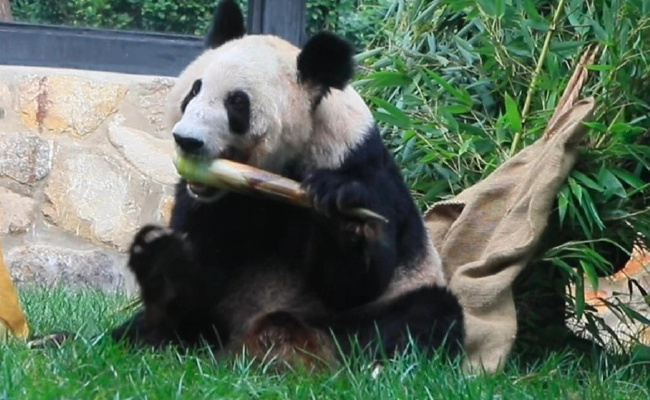 丫丫开始冲刺年底干饭KPI 熊猫正常体重为多少