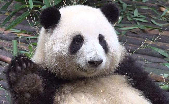 花花最近白得发亮 熊猫一般几天洗一次澡呢