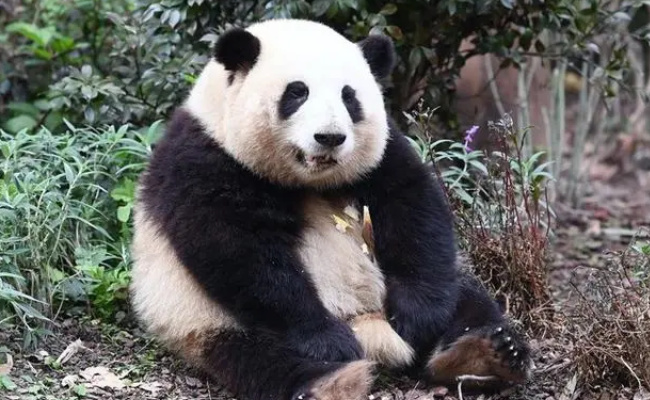 花花最近白得发亮 熊猫一般几天洗一次澡呢