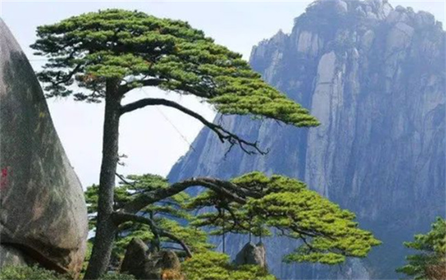松树的特点是什么 松树的特点有哪些