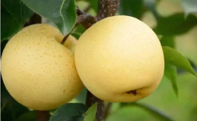 ​梨子的功效与作用 梨子的禁忌是什么