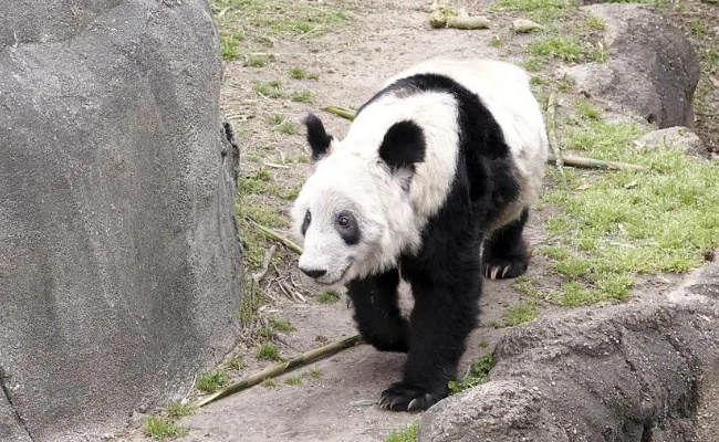 为何丫丫开启冬至进补模式