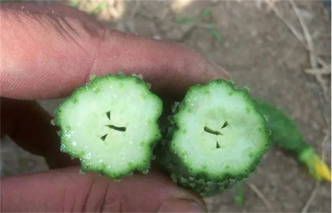 买的黄瓜为什么个个空心 难道是用药催的 看后涨知识了