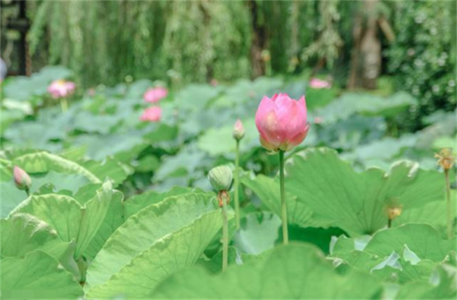 五行弱是什么意思