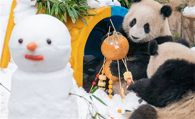 重庆动物园大熊猫雪中撸串迎新年吗