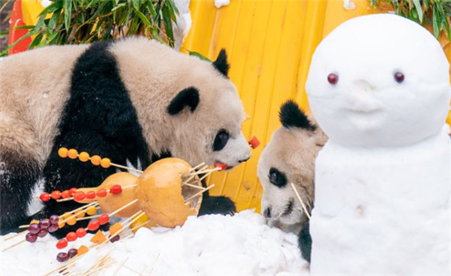 重庆动物园大熊猫雪中撸串迎新年吗