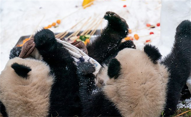 重庆动物园大熊猫雪中撸串迎新年吗