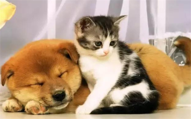 如何让狗跟猫和平相处,猫狗相处多久才不害怕