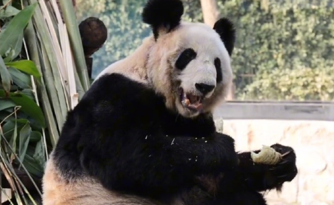 为何丫丫胖成了A字熊