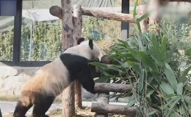 吃货丫丫胃口有多好,健康状况如何