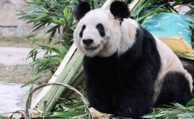 吃货丫丫胃口有多好,健康状况如何