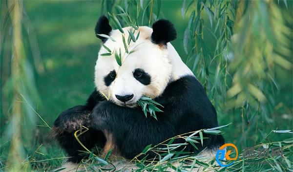 大熊猫和叶因伤暂停营业 何叶受伤原因