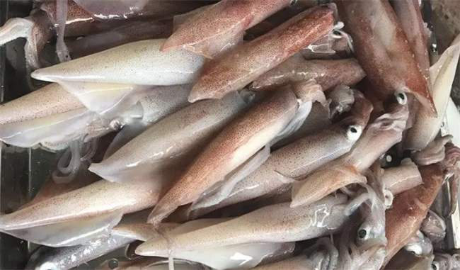 鱿鱼是鱼类吗 鱿鱼属于什么类动物