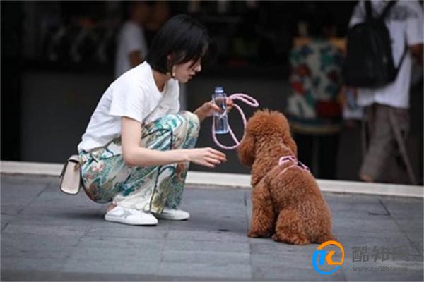春节前宠物寄养“一窝难求” 春节宠物寄养价格飙升