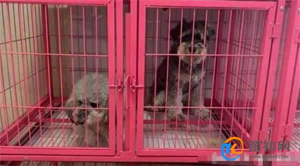 春节前宠物寄养“一窝难求” 春节宠物寄养价格飙升
