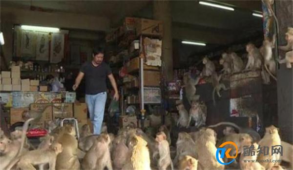 泰国小镇被3500只猴子占据 被猴子占据怎么办
