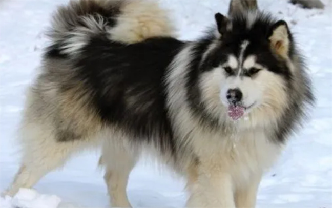 成年的阿拉斯加雪橇犬怎么喂养,雪橇犬是什么狗