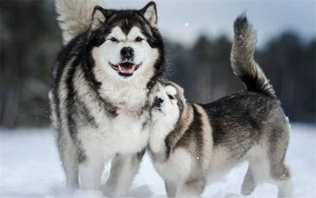 成年的阿拉斯加雪橇犬怎么喂养,雪橇犬是什么狗