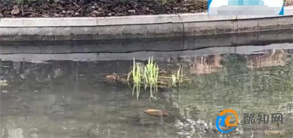 花60元门票在景区看臭水沟 景区臭水沟的形成因素