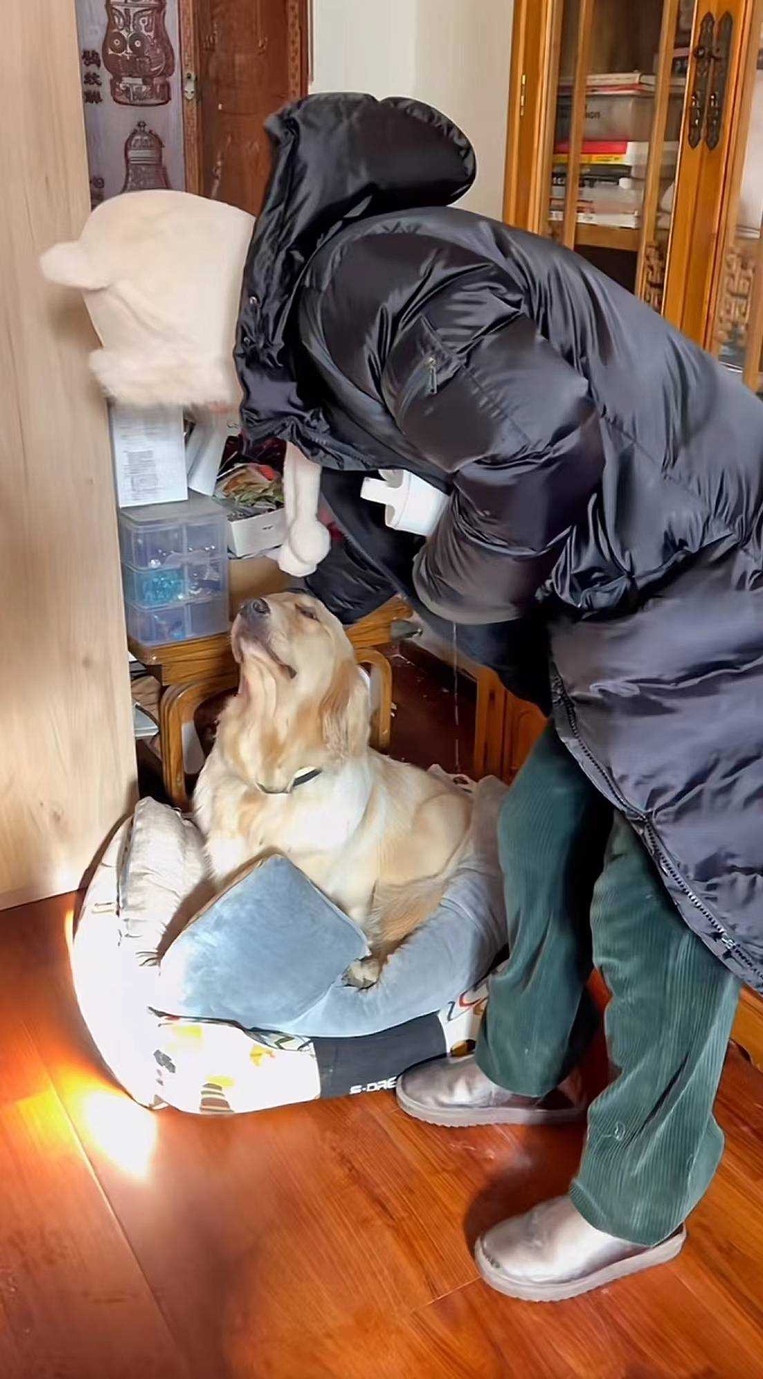 演员李勤勤收养周海媚爱犬 承诺将全心全意地照顾好毛孩子