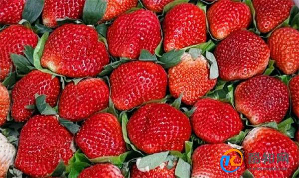草莓价格腰斩了 草莓价格为何下降
