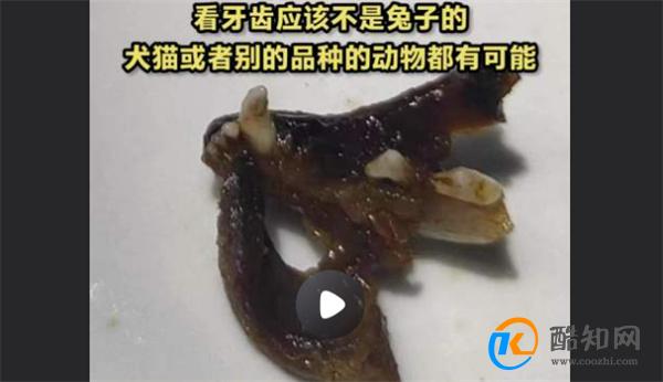 顾客疑在干锅兔肉里吃出猫头 食品安全问题如何解决