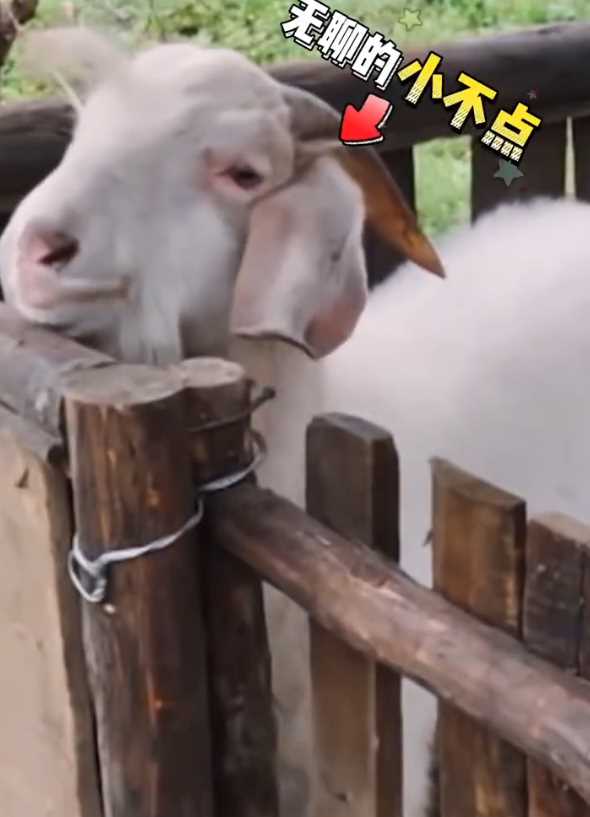 向往的生活小羊小不点去世 它和老点团聚了