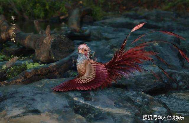 《与凤行》第一集就被看个精光!碧苍王的一世英名,全毁在行云手里了