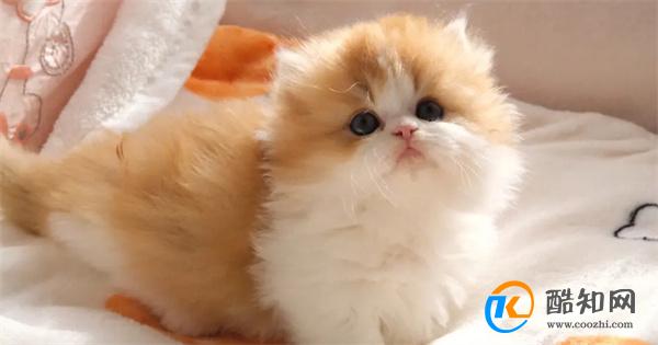 猫是如何取代狗 成为中国人的首宠 养猫咪的好处