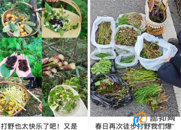 大妈连吃7天野菜吐血晕厥 食用野菜的注意事项