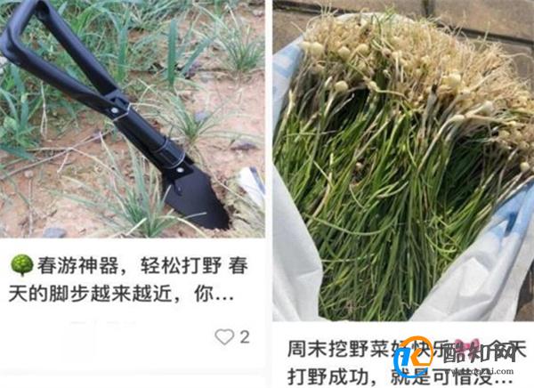 大妈连吃7天野菜吐血晕厥 食用野菜的注意事项