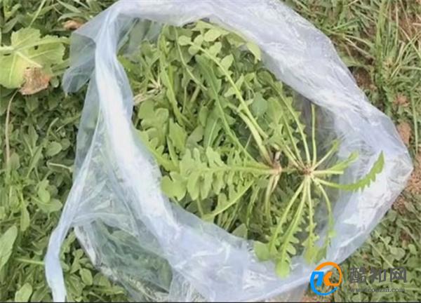 大妈连吃7天野菜吐血晕厥 食用野菜的注意事项