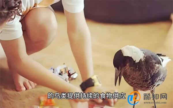 暴雪捐赠三千万蛆虫拯救鸟类 暴雪此举彰显的社会责任