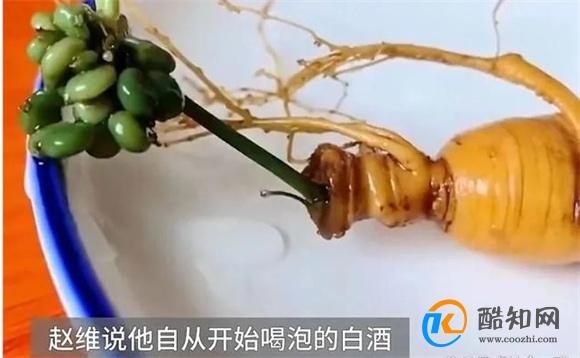 人参泡酒15年后竟复活 人参泡酒复合过程