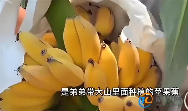 被打工人捧红的苹果蕉是什么 苹果蕉为何被打工人追捧