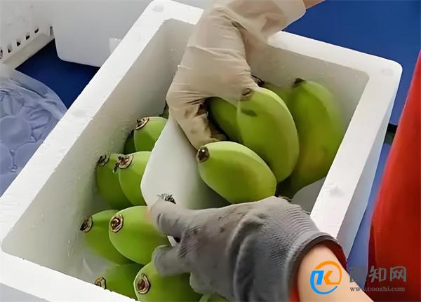 被打工人捧红的苹果蕉是什么 苹果蕉为何被打工人追捧