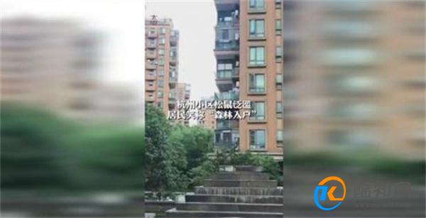 杭州一小区松鼠泛滥成灾 出现松鼠的原因