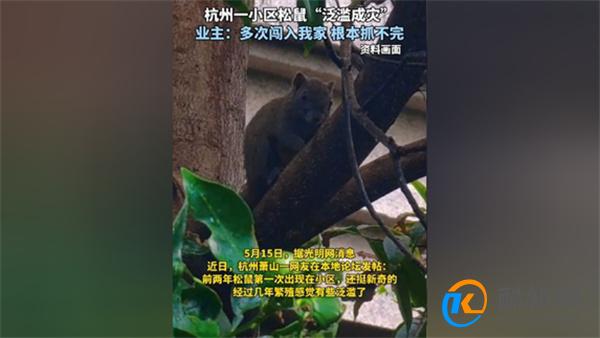 杭州一小区松鼠泛滥成灾 出现松鼠的原因