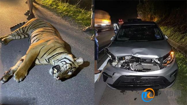 马来西亚一男子开车撞死老虎 保护野生动物