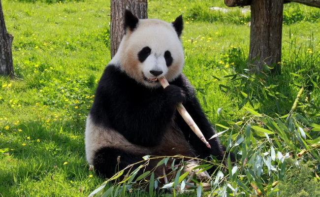 大熊猫吃的竹子哪里来,吃剩的竹子去哪了