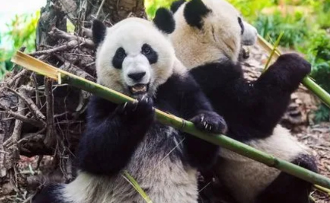 大熊猫吃的竹子哪里来,吃剩的竹子去哪了