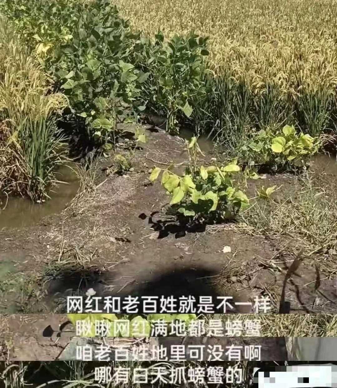 东北雨姐承认螃蟹是放到稻田里的 好意为家乡做宣传但用错了方法!