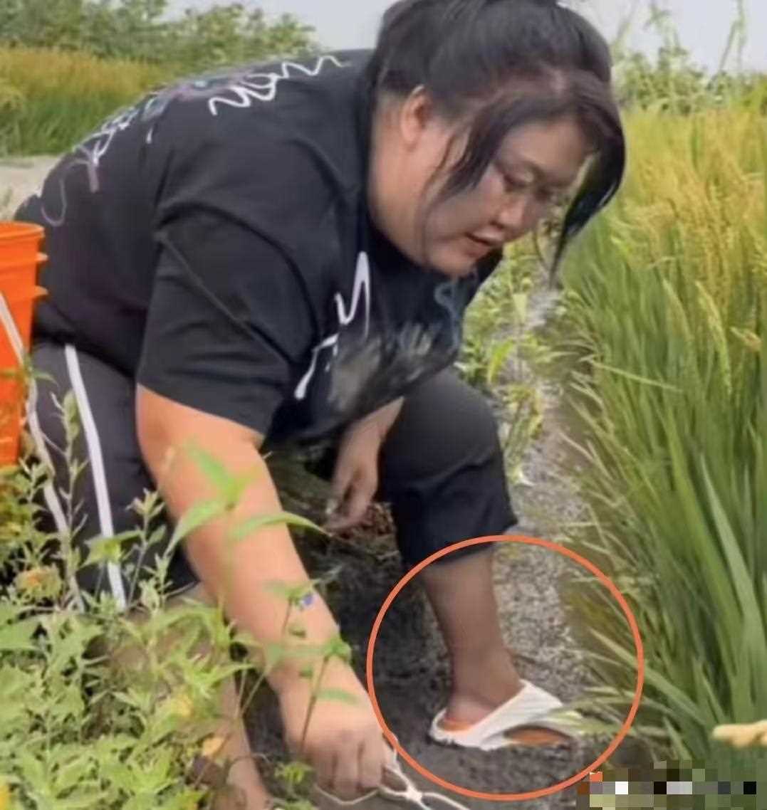 东北雨姐承认螃蟹是放到稻田里的 好意为家乡做宣传但用错了方法!