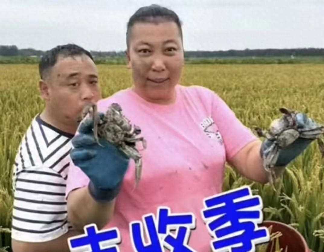 东北雨姐承认螃蟹是放到稻田里的 好意为家乡做宣传但用错了方法!