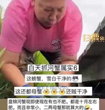 东北雨姐承认螃蟹是放到稻田里的 好意为家乡做宣传但用错了方法!