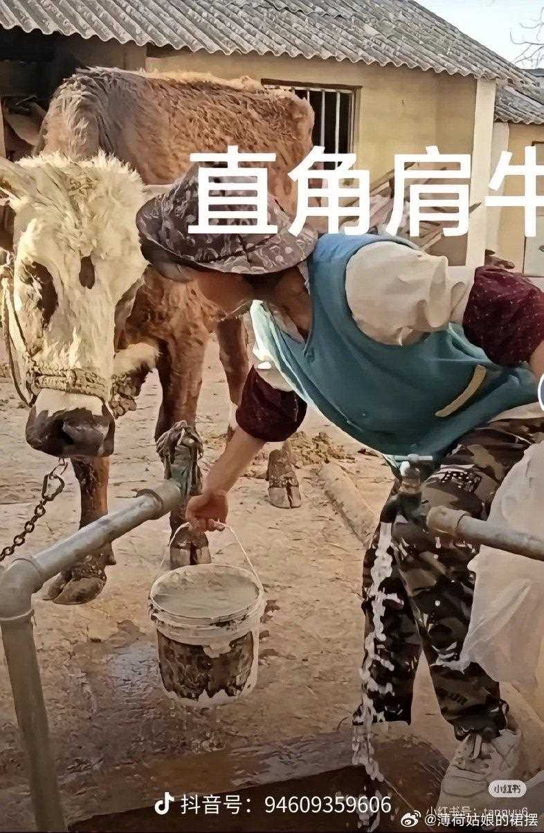 小英被曝塌房后两天掉粉近10万 人设造假与送养女儿争议不断