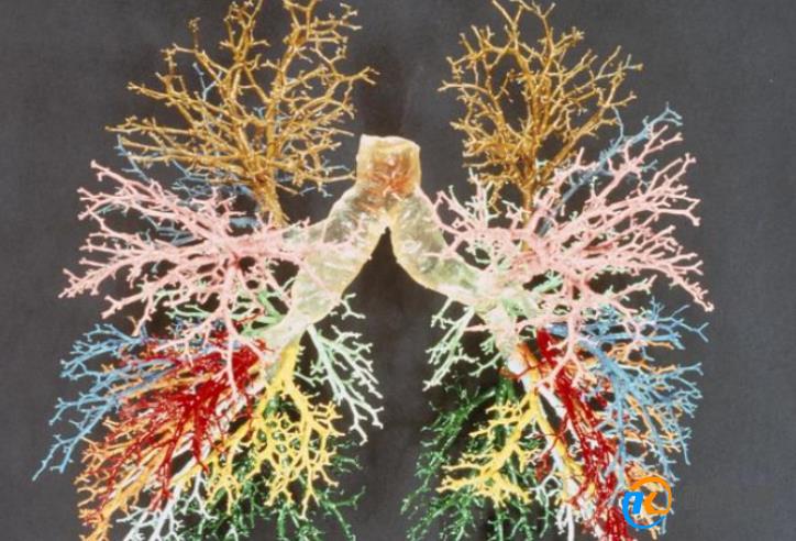 秋季养肺最佳方法 立秋后如何养肺润肺